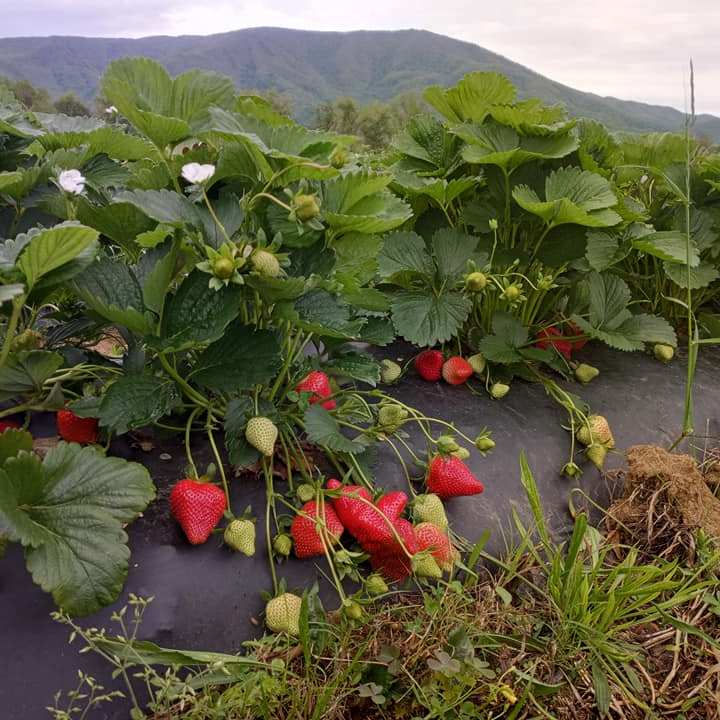 a close up of a strawberry garden