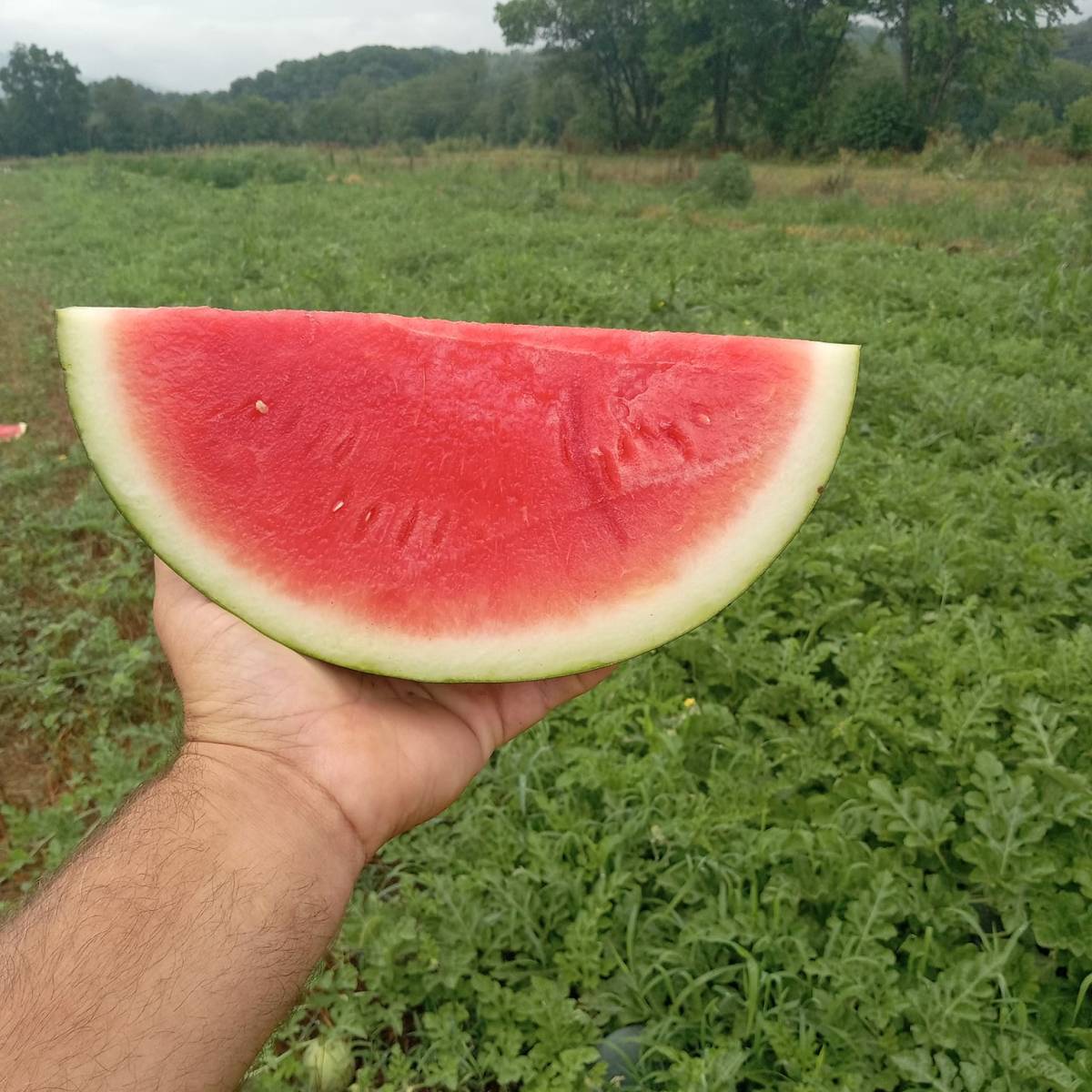 a watermelon cut in half on top of a grass covered field
