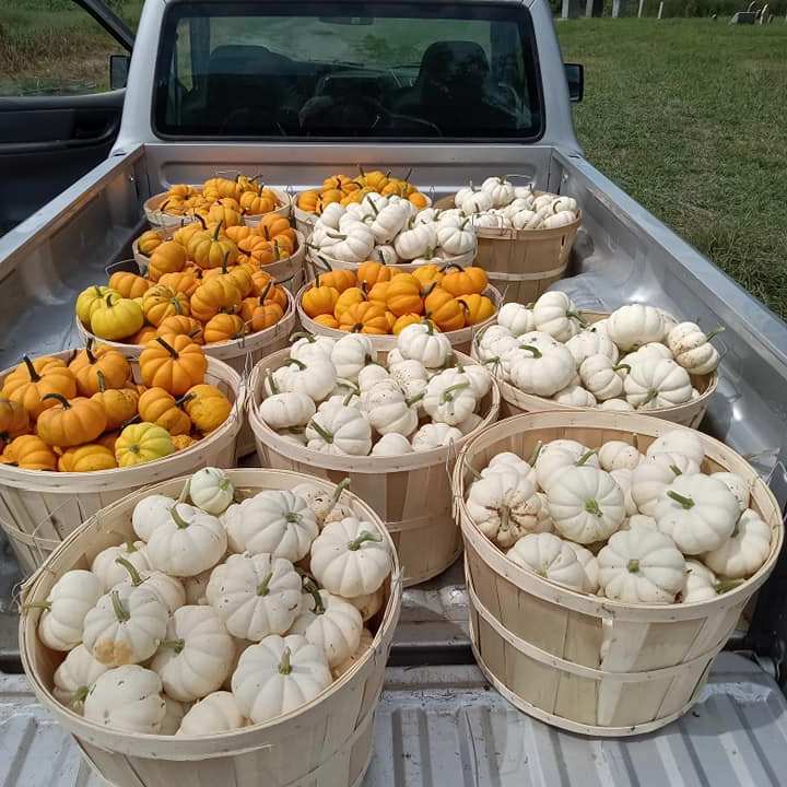 a bunch of food sitting on top of a car