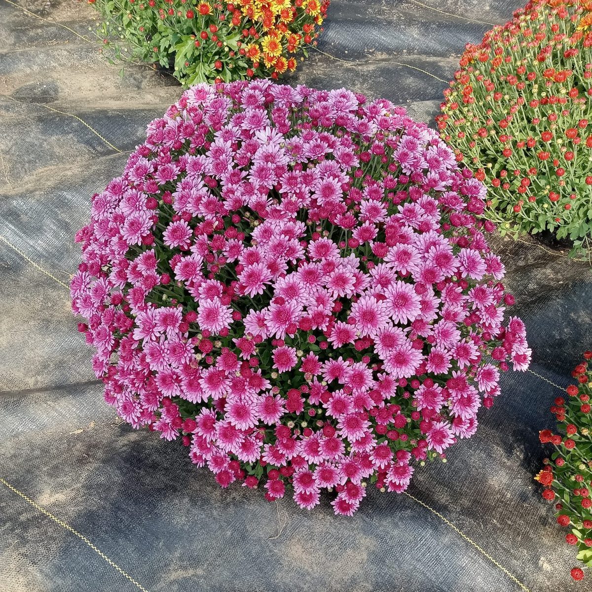 a pink flower with green leaves