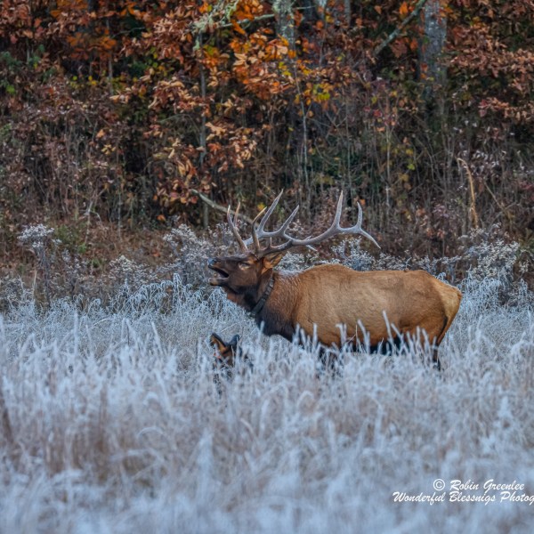 a deer standing in tall brown grass
