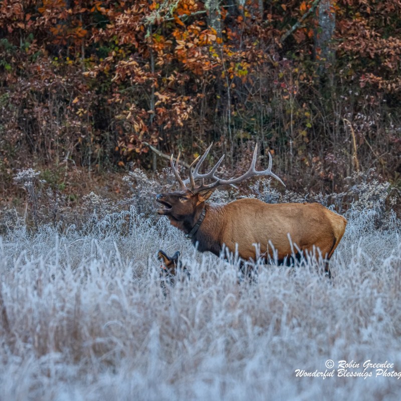 a deer standing in tall brown grass