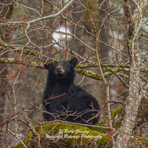 a bear that is sitting on the branch of a tree