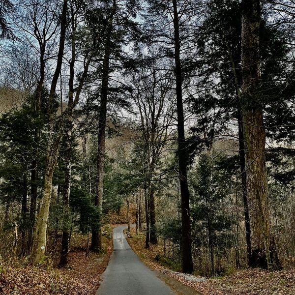 a road leading through trees