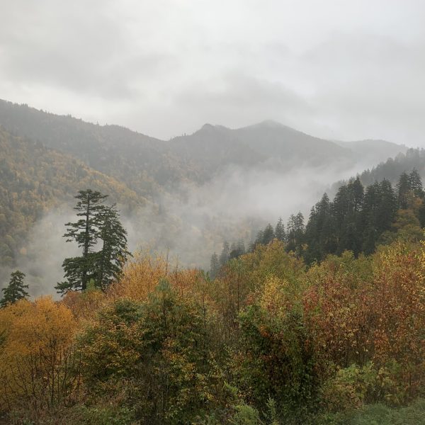 a tree with a mountain in the background
