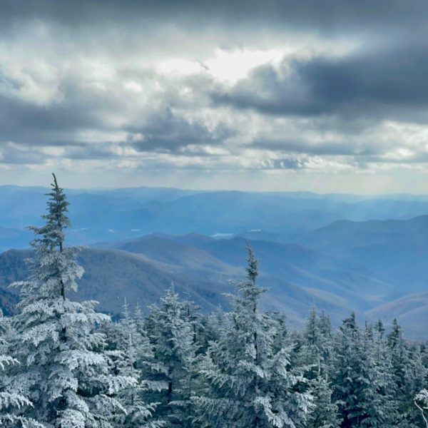 trees on a snow covered mountain