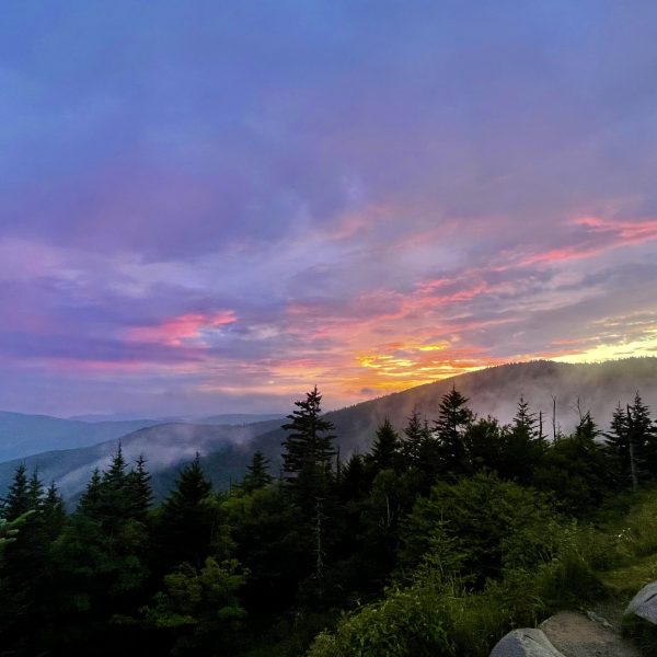 a tree with a mountain in the background