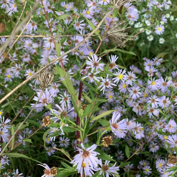 a close up of a flower garden