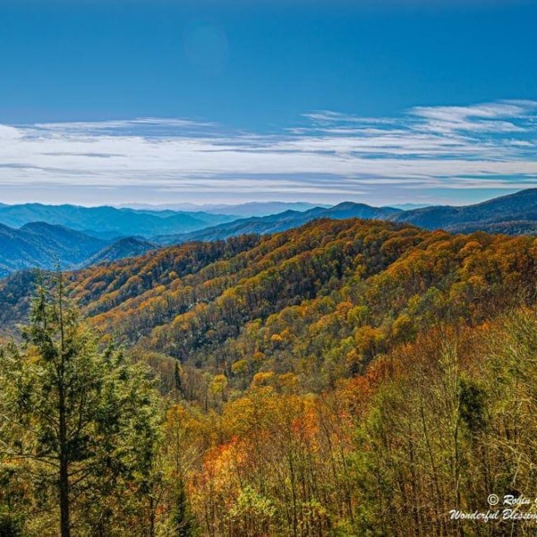 a close up of a hillside with trees and a mountain in the background