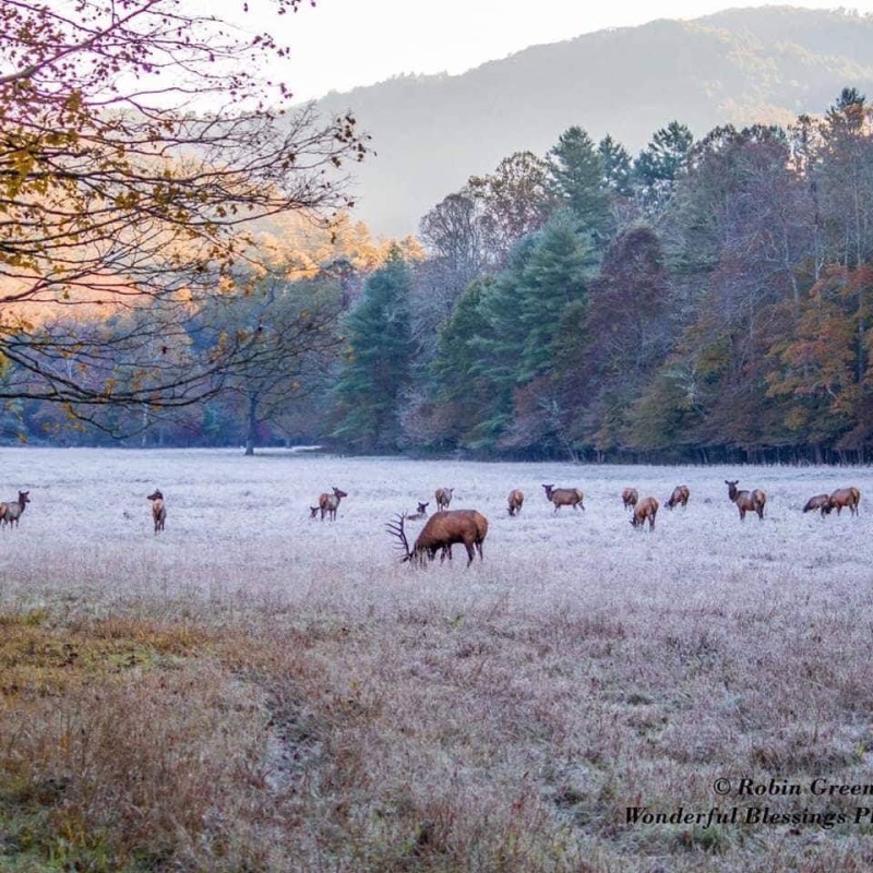 a herd of elk standing on top of a grass covered field