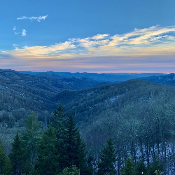 a tree with a mountain in the background