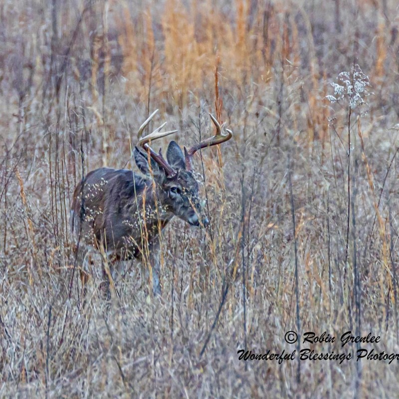 a deer standing on a dry grass field
