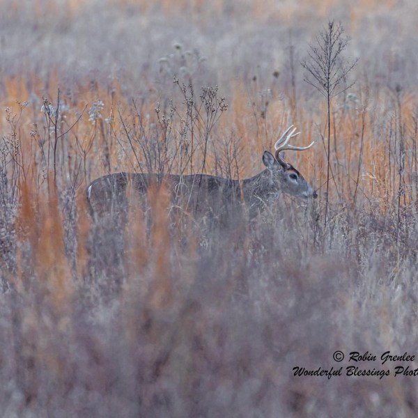 a deer standing on a dry grass field