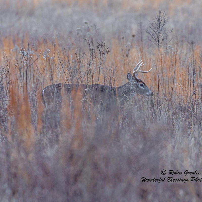 a deer standing on a dry grass field
