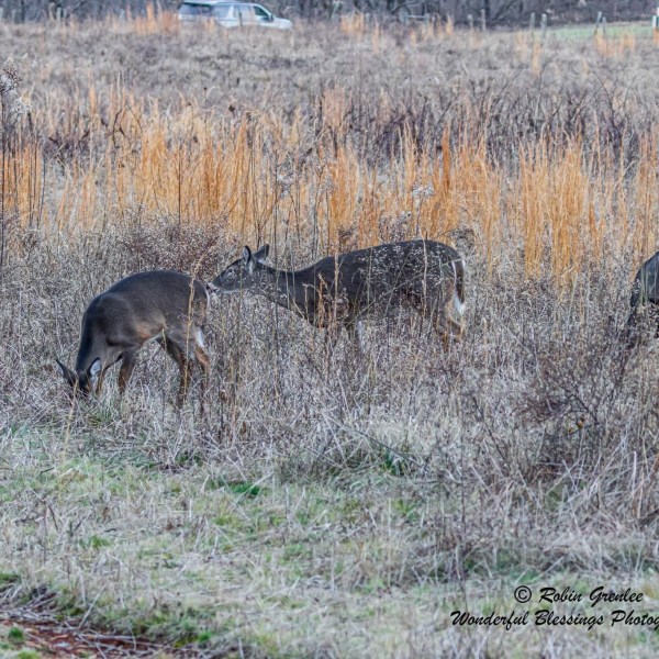 a group of deer standing in a field