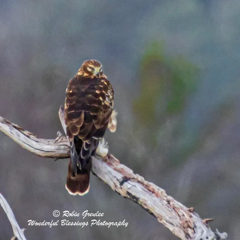 a small bird perched on a tree branch