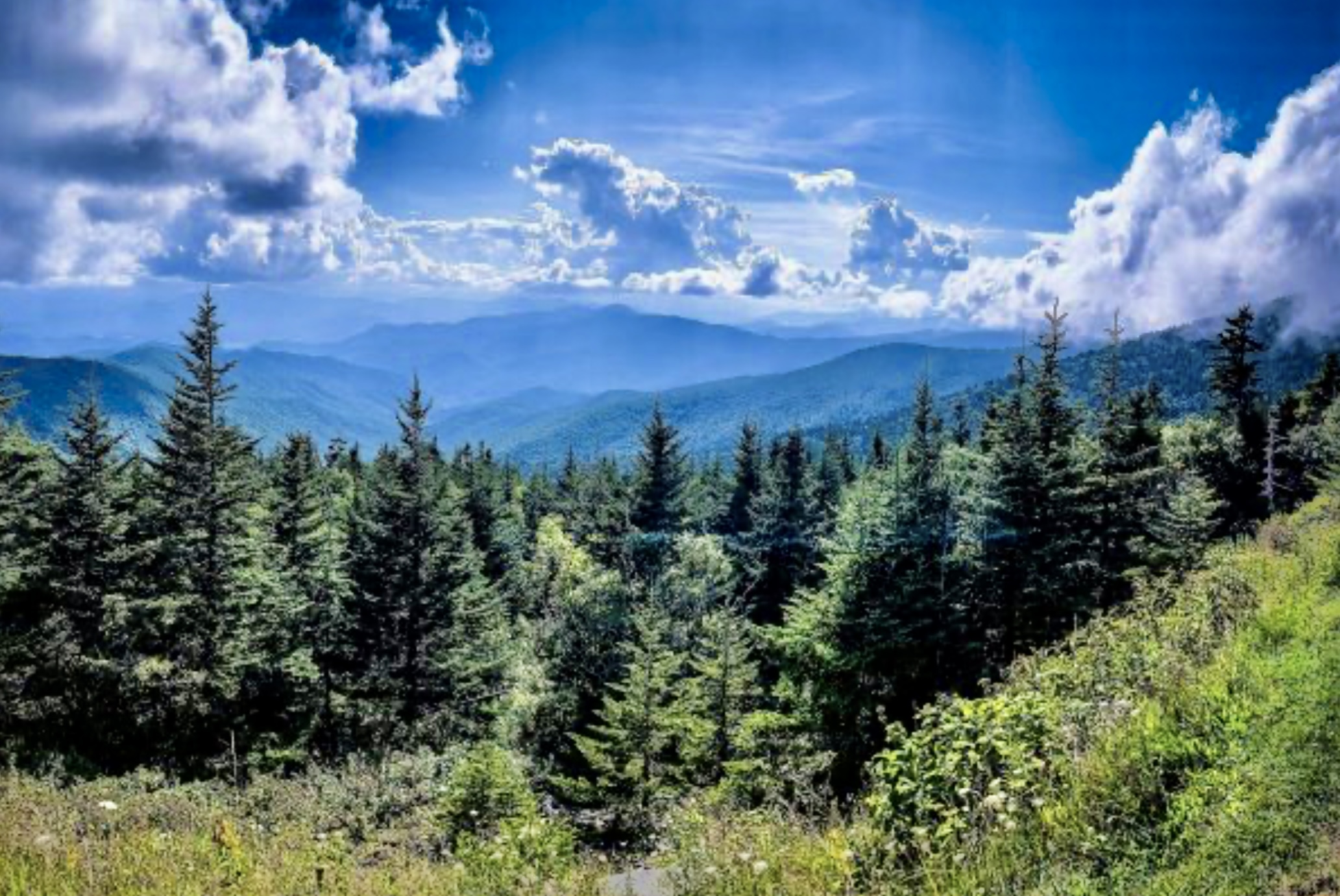 a tree with a mountain in the background