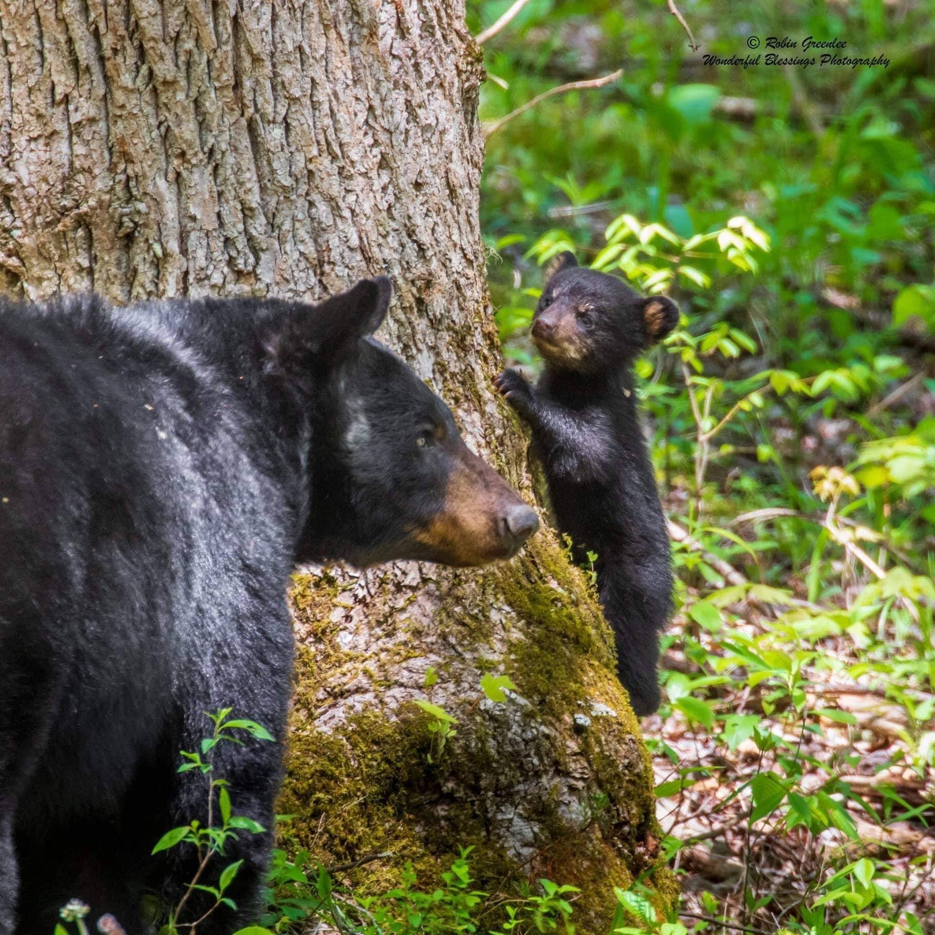 a bear that is standing in the grass