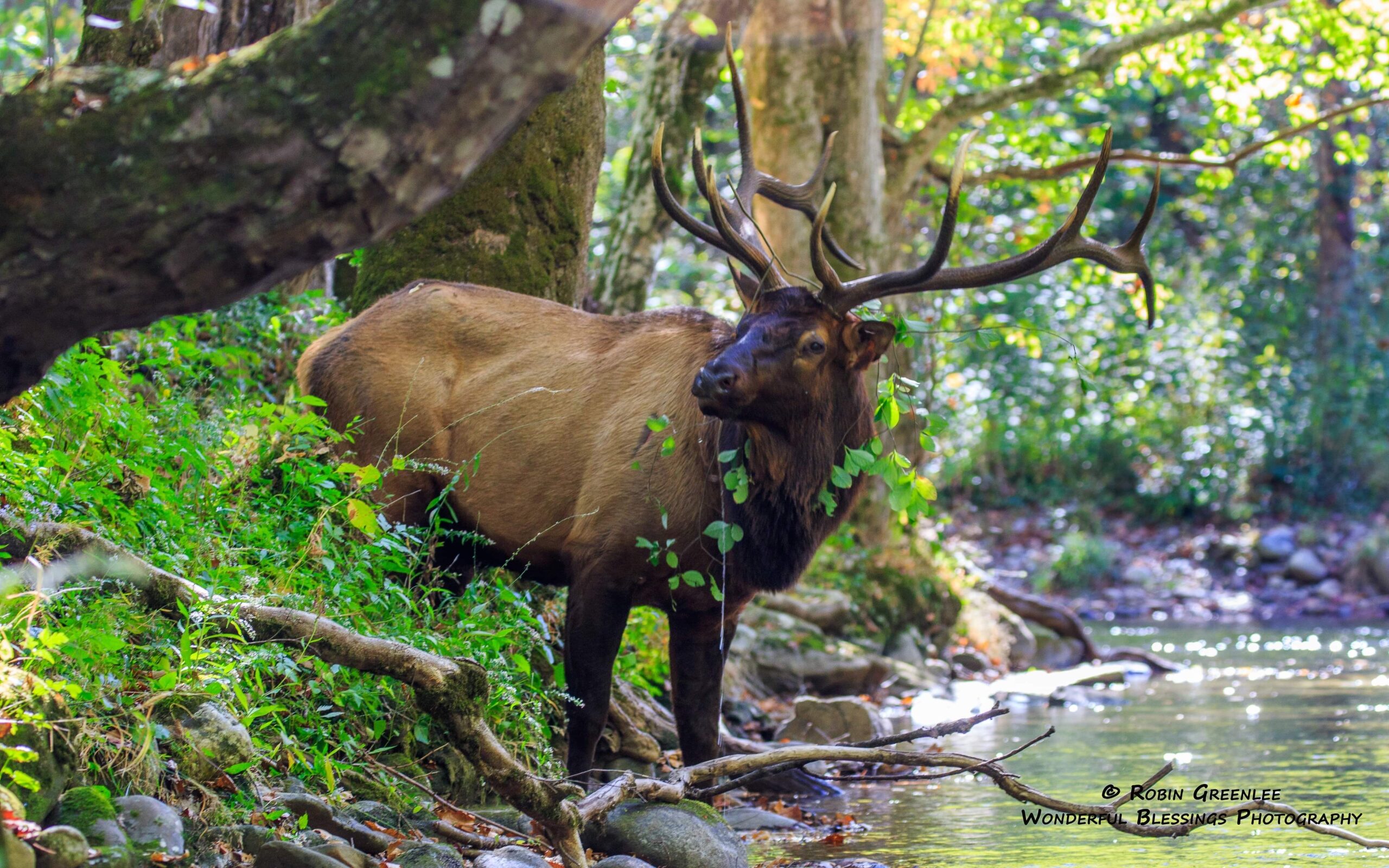 a deer in the woods