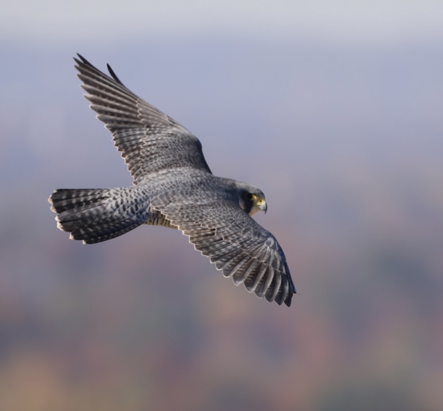 a hawk flying in the air