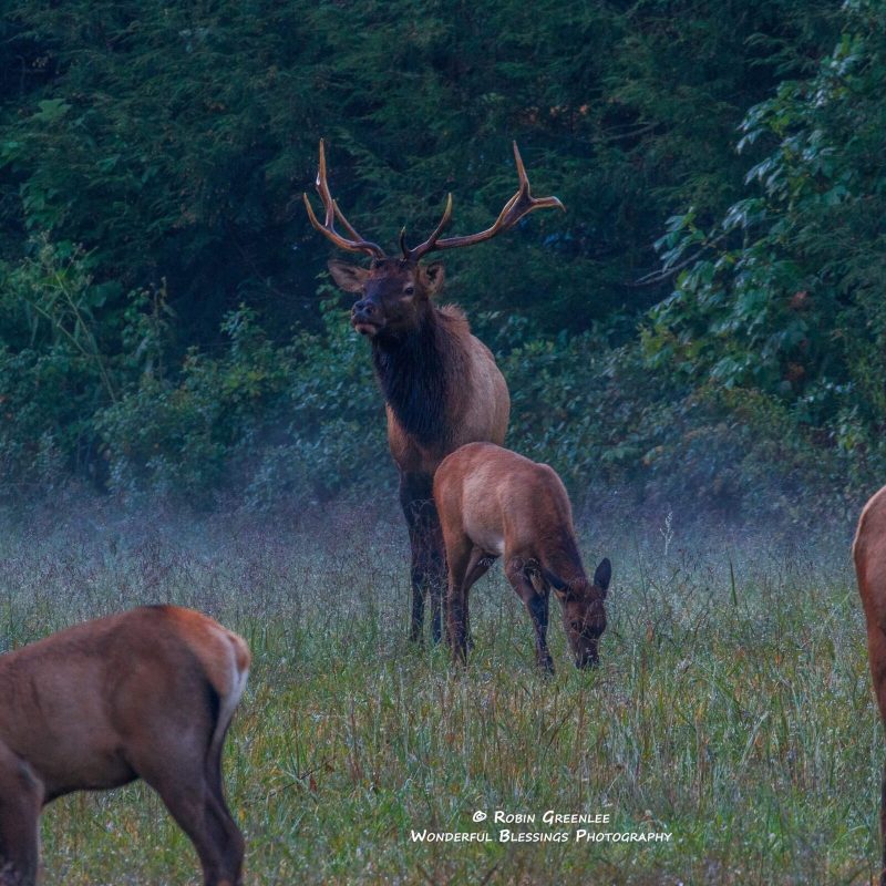 a group of elk grazing on a lush green field